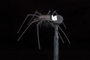 Russell's Spider #8