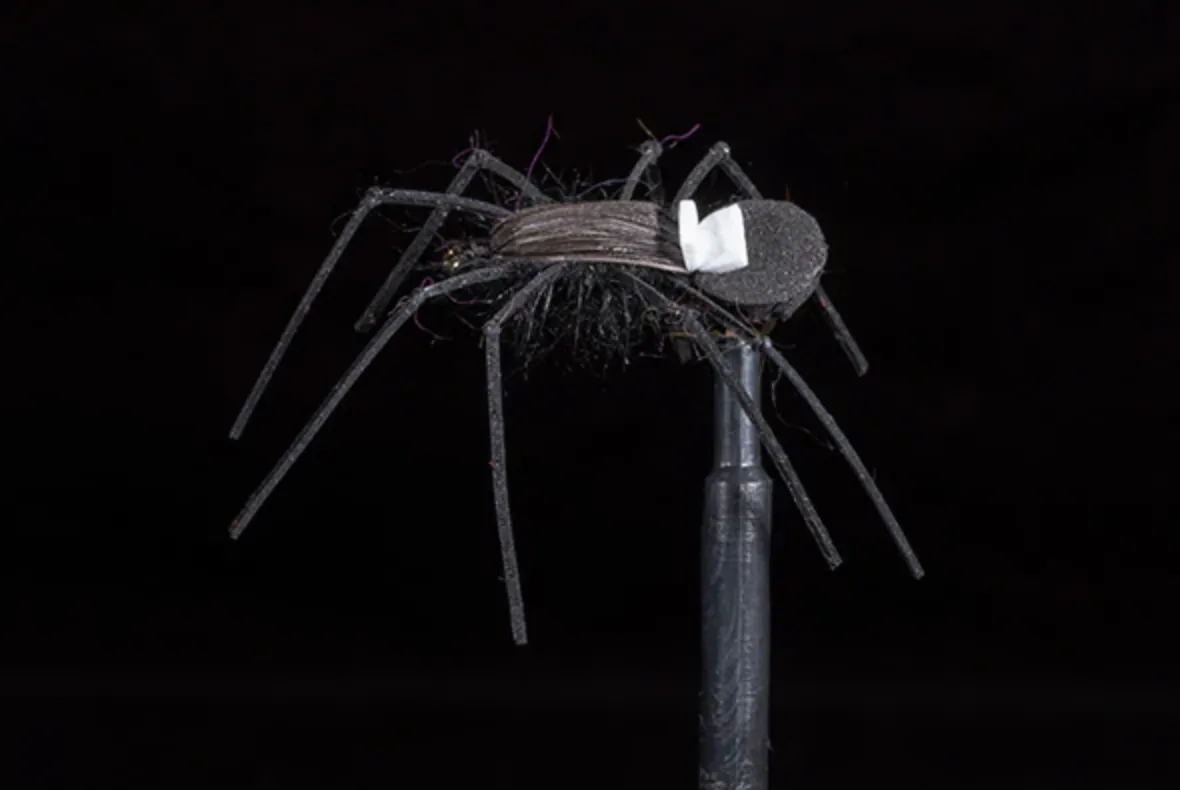 Russell's Spider #8
